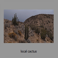 local cactus